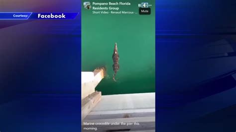Beachgoers nervous after spotting crocodile in ocean at Pompano Beach